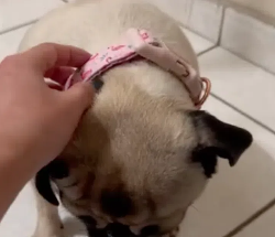 狗项圈
