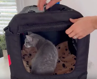 猫笼