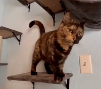 猫壁架