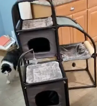 猫树