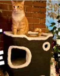 2层猫屋