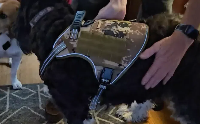 狗背带