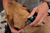 狗吠项圈