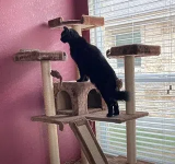 猫树