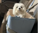 狗汽车座椅