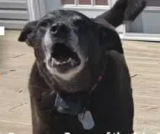 狗吠项圈
