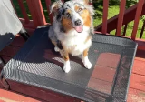 狗床