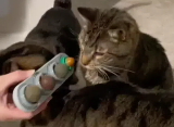 猫薄荷球玩具