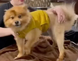 狗狗降温背心带