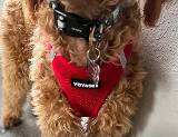 狗背带