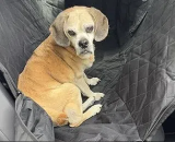 狗汽车座椅套
