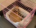 狗笼子